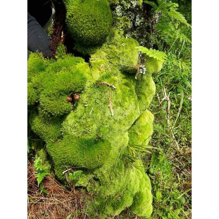 Media Tanam Lumut / 1Kg / Lumut Hidup / Moss / Lumut Pinus