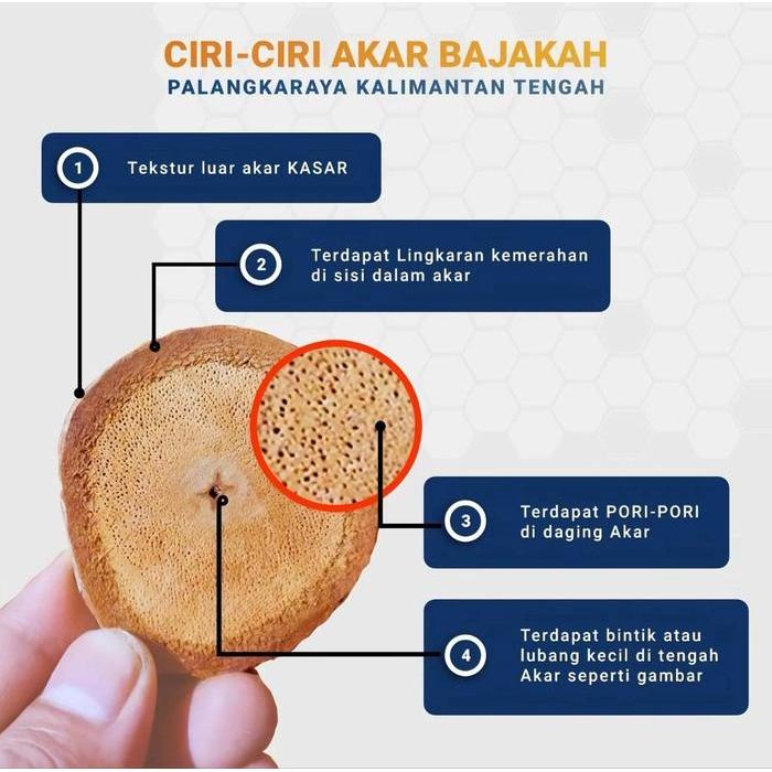 SIAPKIRIM Akar Kayu Bajakah Tampala Merah Asli Kalimantan - Proses Alami & Higienis - Manfaat