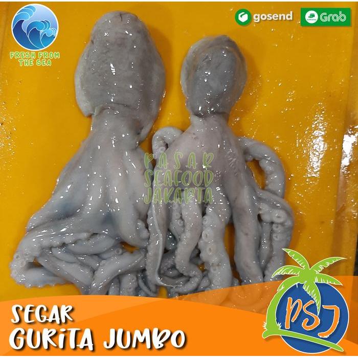 Gurita Besar 1kg JUMBO/Gurita Seafood Segar/Gurita Laut