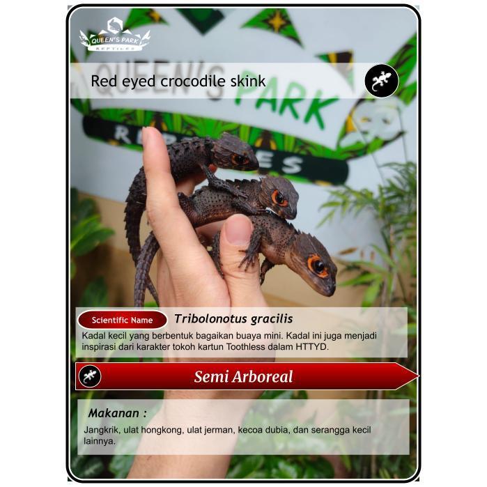 REDAY Terlaris Red Eye Crocodile Skink / Croc Skink / Kadal Duri Promo Murah