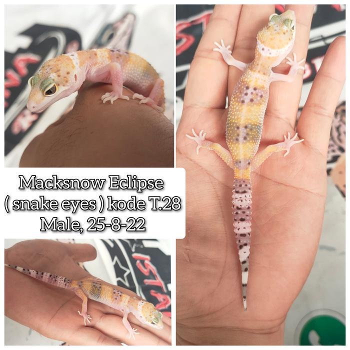 REDAY Terlaris Leopard Gecko Mack Snow Juve, pilih sesuai foto Promo Murah