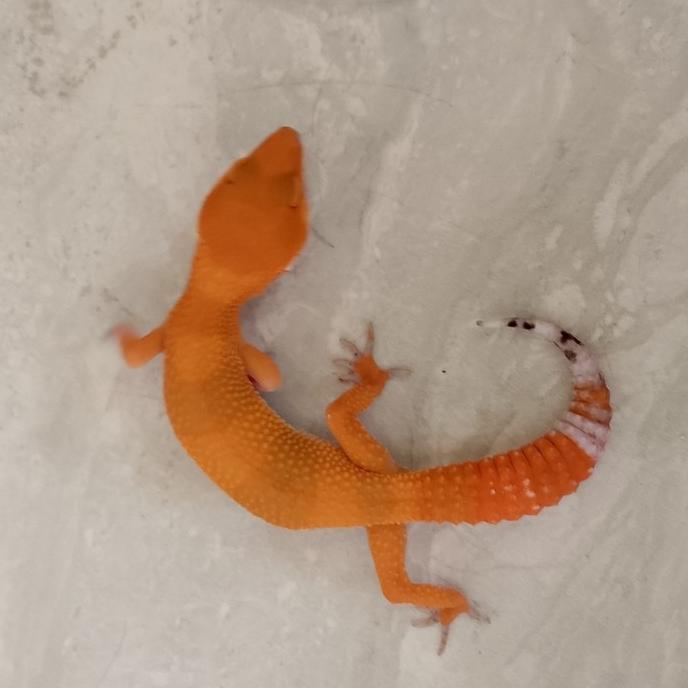 REDAY Terlaris Promo Leopard Gecko Shtct Juve Mulus data lengkap Promo Murah