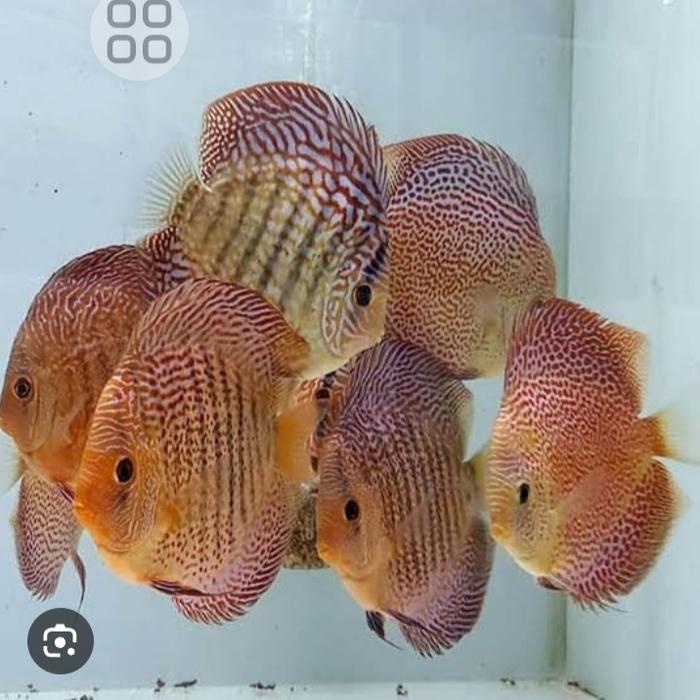 REDAY Terlaris ikan discus leopard atum/leopard altum/altum/leopard/discus/ Promo Murah