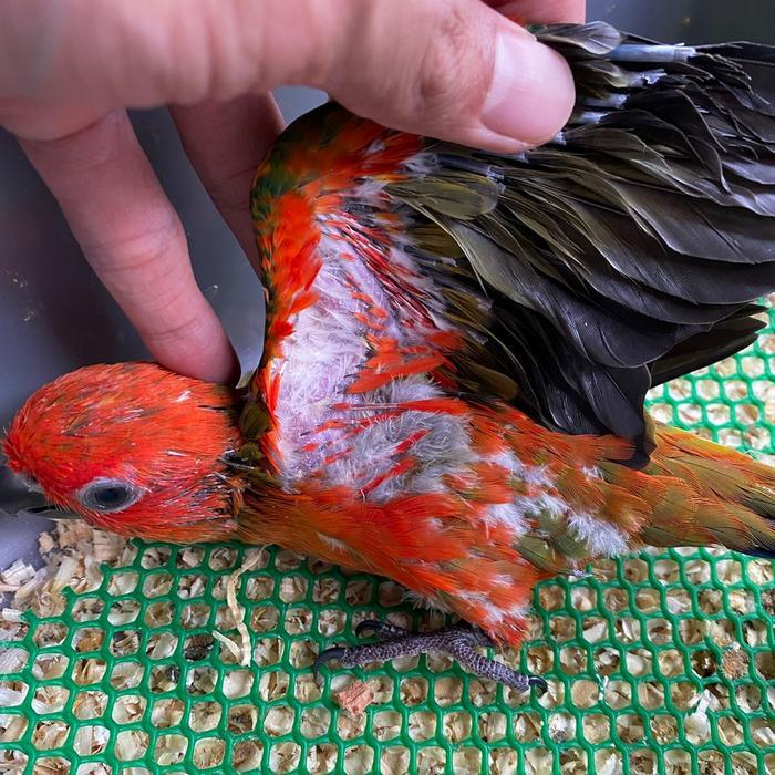 Burung Baby Sun Conure Red Factor