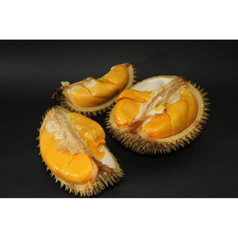 BIBIT TANAMAN BUAH LAI (okulasi)