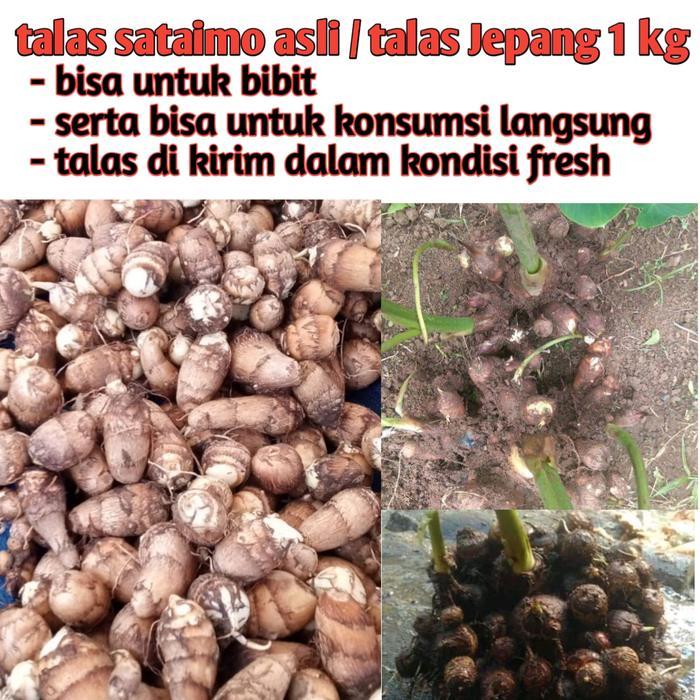 umbi talas sataimo/talas jepang 1kg