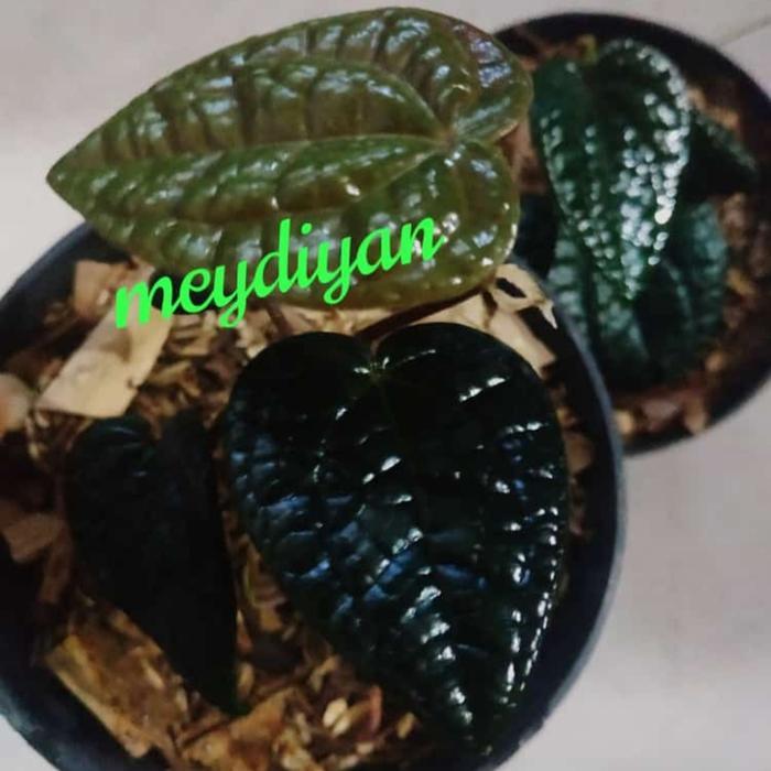 Sirih hitam asli langka