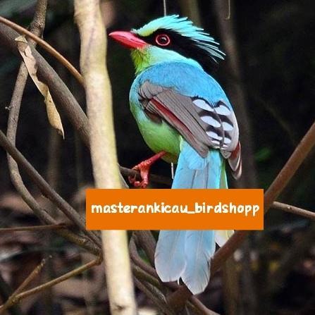 burung cucak ekek Keling jovin dewasa rajin bunyi belum gacor