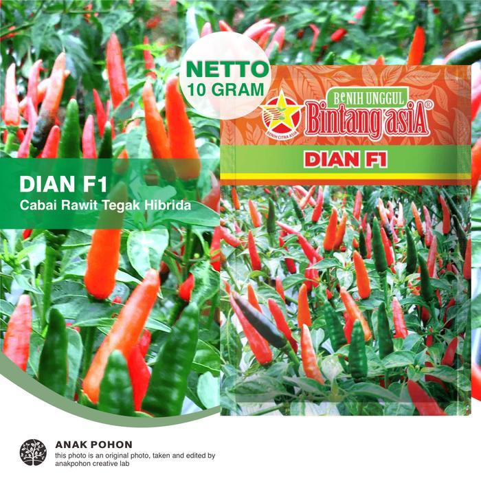 (1 PACK) Benih Cabai Rawit DIAN F1 Cabe Tipe Tegak Lebat Genjah Hibrida Seeds - Bintang Asia - 10