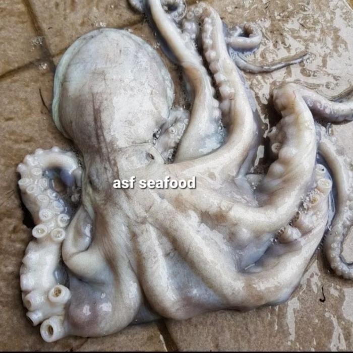 Official Gurita Besar / Octopus / Tako Original