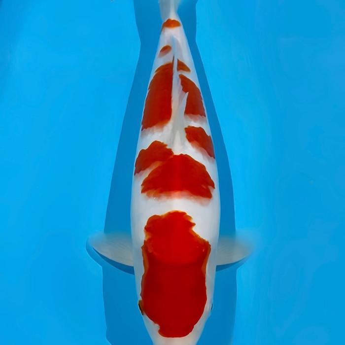Ikan Koi Kohaku Blitar 25-30Cm - Ikan Koi Blitar - Koi Grade A Terbaru 