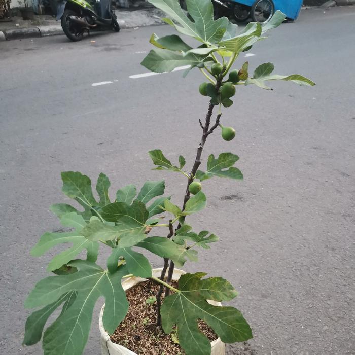 Yuxurystore- Pohon Buah Tin Green Jordan Sudah Berbuah / Tanaman Buah Tin