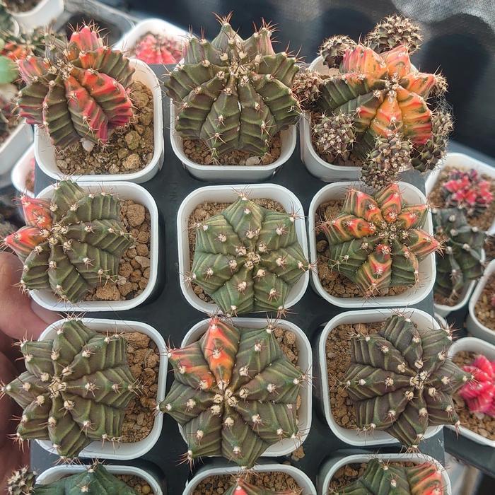 TERLARIS Kaktus Gymnocalycium Miha Orange