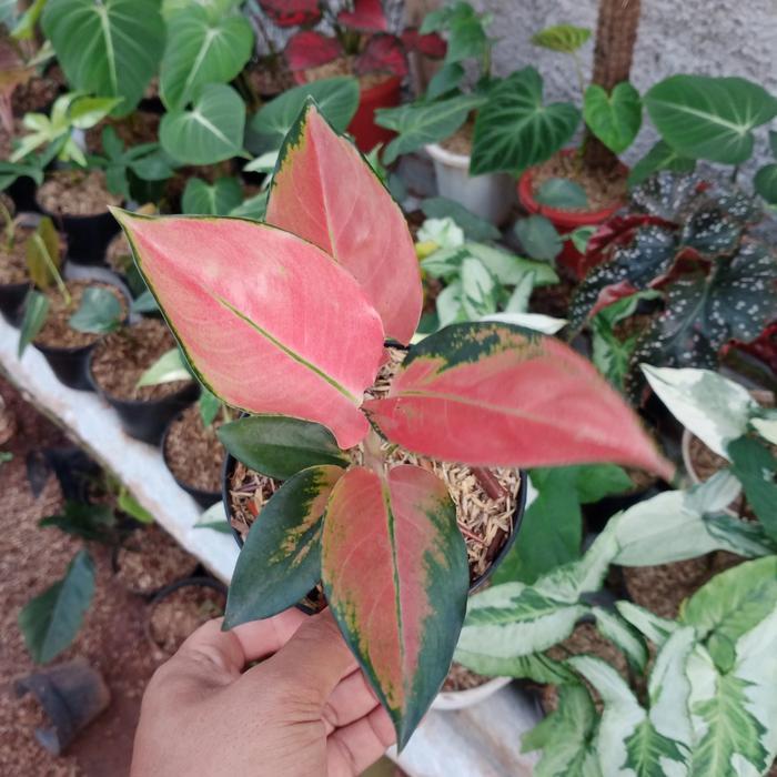 TERBARU paket 2 aglo kochin tembaga dan red king