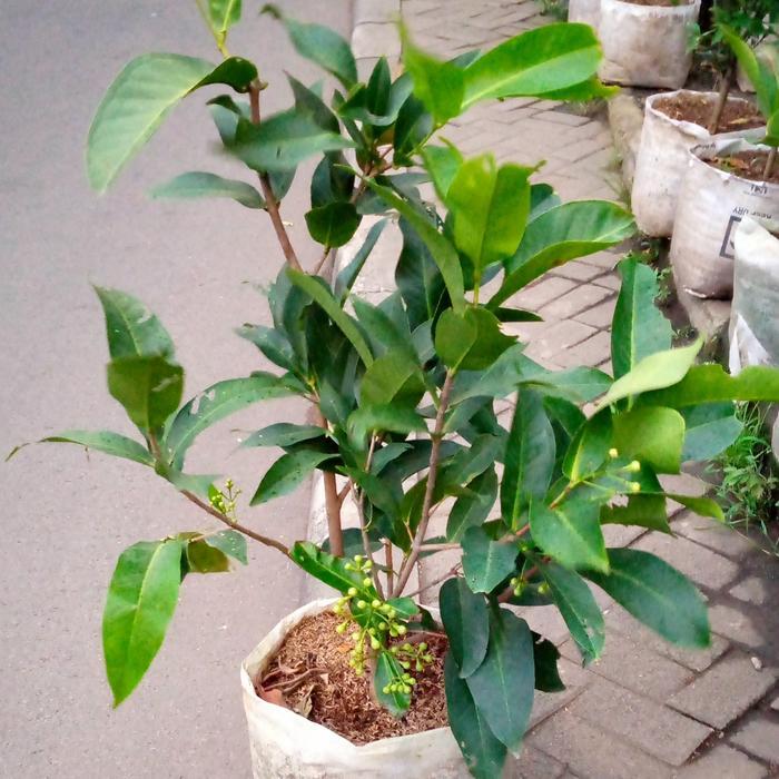 pohon jambu air madu deli,sudah berbunga siap berbuah/jambu air merah