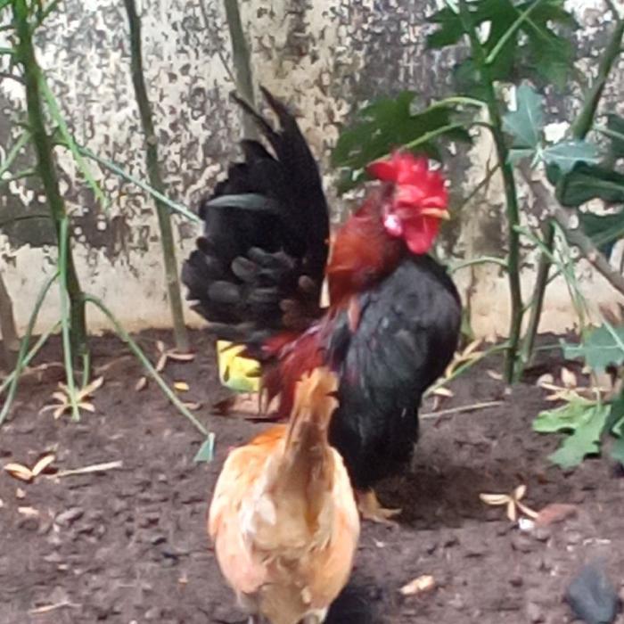 AYAM HIAS (SERAMA/KALKUN/MUTIARA/RING NECK/BATIK/KAPAS/POLAND/CHAMOIS)
