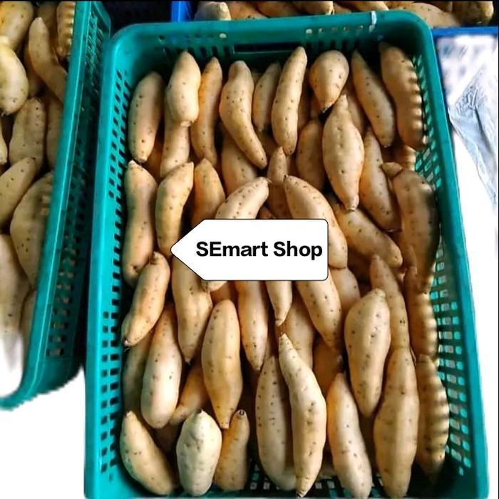 UBI MADU CILEMBU TELO MADU 1 KG SUPER MENTAH DIPANEN DARI BULUKERTO WONOGIRI Food Kecombrang