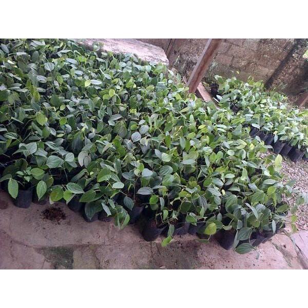 READY BIBIT MERICA PERDU// BIBIT LADA PERDU KUALITAS UNGGUL