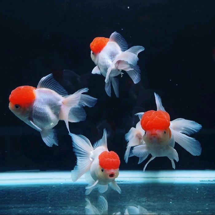 Ikan Mas Koki Oranda Red Cup Import Jumbo Terbaru 