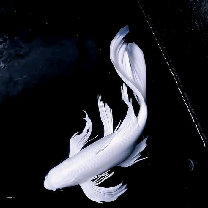 Ikan Koi 30Cm Platinum Slayer Kumpay Hiasan Aquarium Kolam Terbaru 