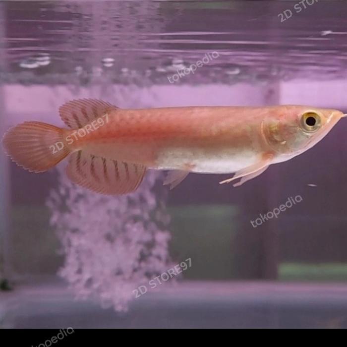 Ikan Hias Arwana Arowana Super Red Baby Terbaru 