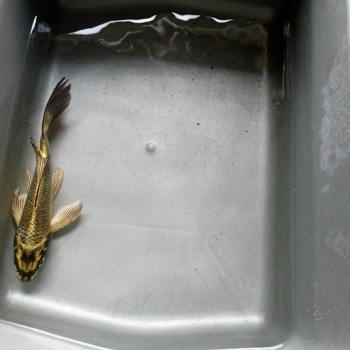 Ikan Koi Mukashi Gold Slayer Kumpay Size 16Cm Grad A Terbaru 