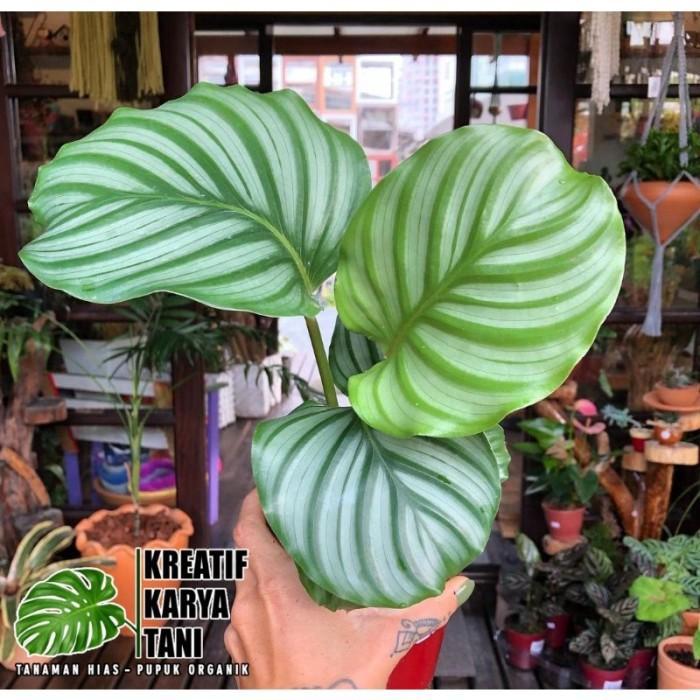 Yuxurystore- Tanaman Hias Calathea Orbifolia - Calathea Orbifolia Orbi
