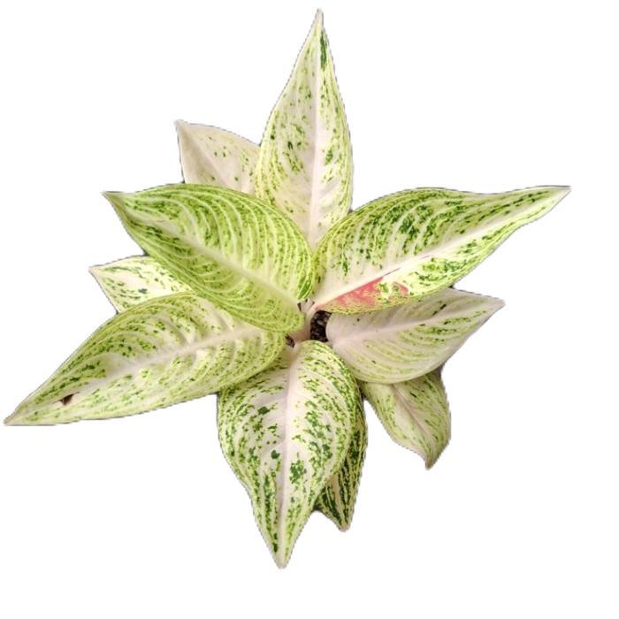 aglonema legachy white tissu - tanamanhias aglonema legachy white tisu - tanaman aglonema Putih