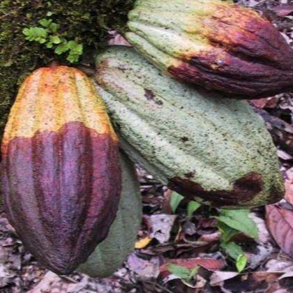 7lx0- Fungisida Ridomil Gold Mz 4/64Wg 500 Gr Asli 100% Original Product Pencegah Jamur