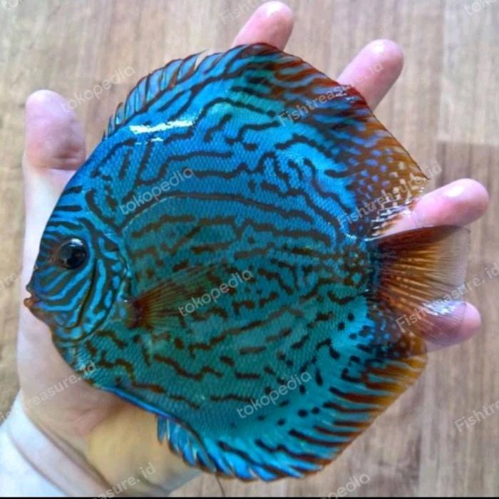 READY STOCK Hiasan Aquarium Discus Briliant Blue Turquoise