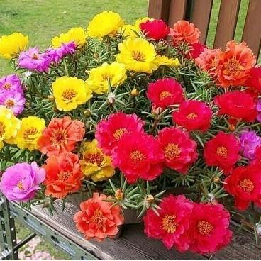 Benih Moss Rose Isi ratusan Biji - Warna Merah, Ungu, Kuning, Putih, dan Pink Bunga