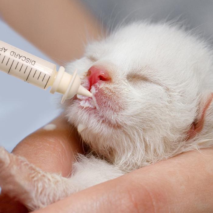 Terbaru Dot Kucing Bayi + Susu Kucing Baru Lahir 0 12 Bulan Susu Anak Kucing Bayi Neko Cat Milk
