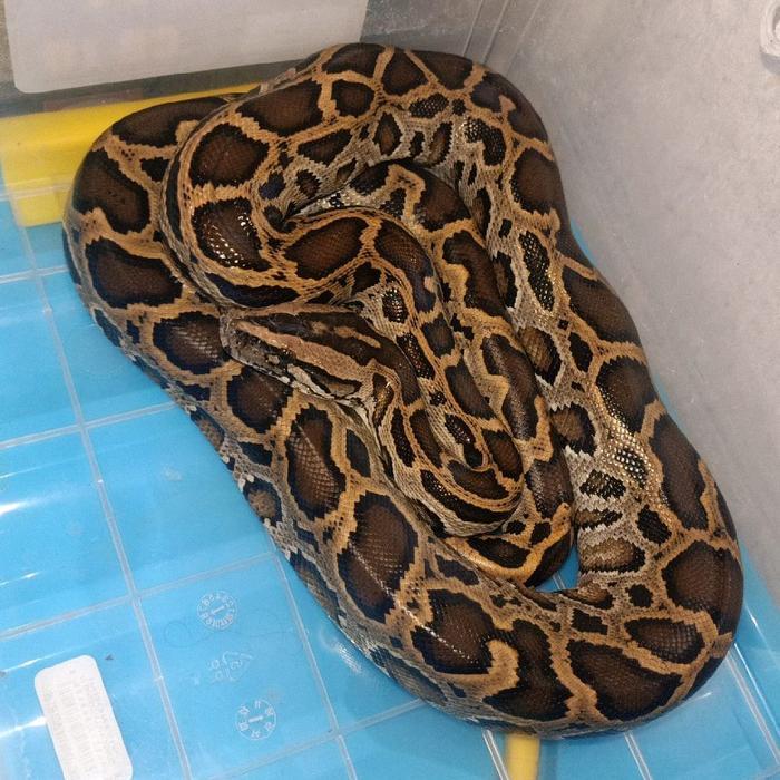 Ready python molu Indian Rock Python. Size baby up 100cm