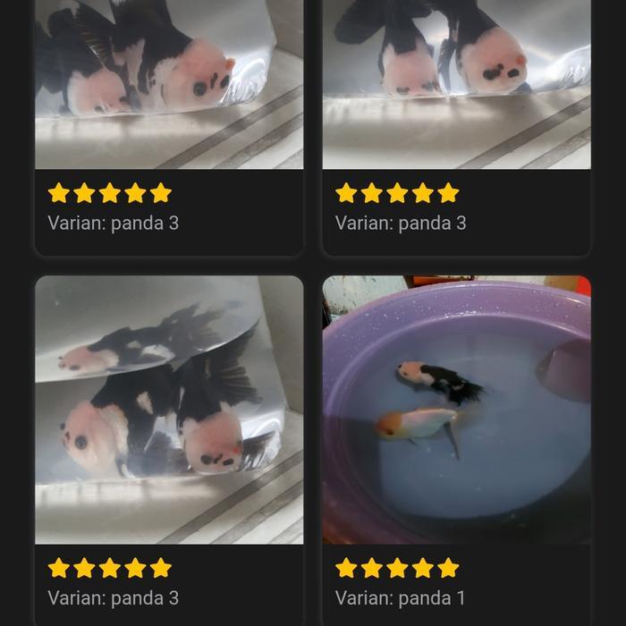 Oranda Panda / Ikan Mas Koki Panda / Ikan Mas Koki Hitam Putih #Gratisongkir