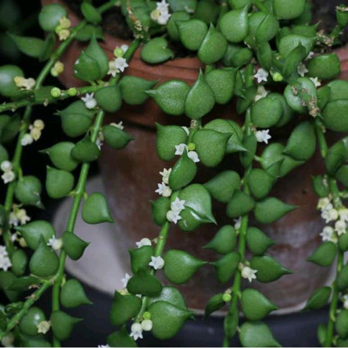 Tanaman Hias Dischidia Ruscifolia Million Hearts Bibit