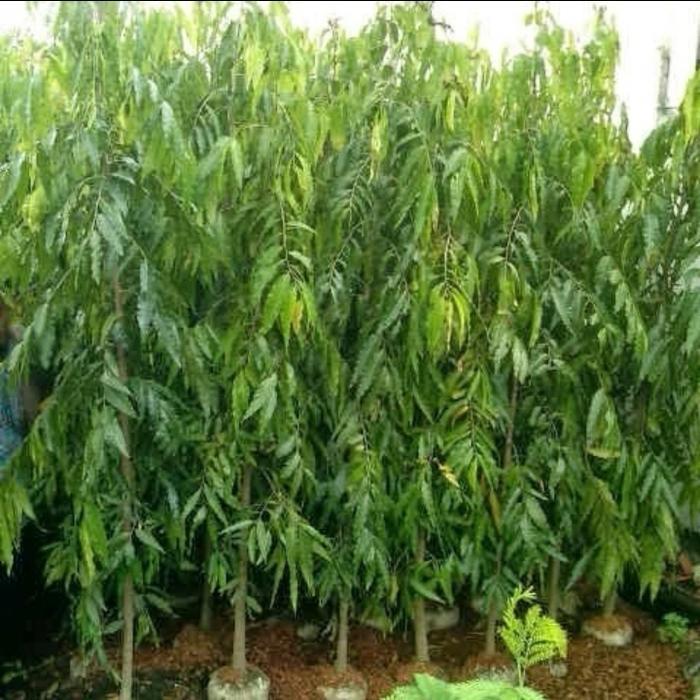 Diskon Pohon Glodokan Tiang Tinggi 2 Meter - 4 Meter / Pohon Gelodokan Tiang / Pohon Peneduh/ Pohon