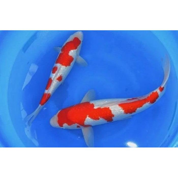 Ikan Koi Kohaku Blitar 31-33 Cm Terbaru 