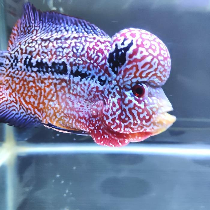 Terbaik Pelet Jahat Black Level 2 Ikan Louhan Lohan Ukuran 100Gr Merah Kontes [Kode 1Kode 2Kode