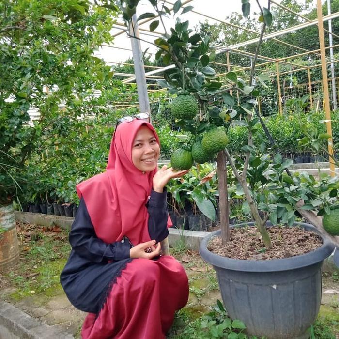 Bibit buah jeruk dekopon berbuah -jeruk dekopon bonsai berbuah-tanaman