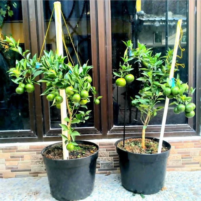 TANAMAN HIAS BUAH JERUK MANIS BESAR BERBUAH INC POT HITAM
