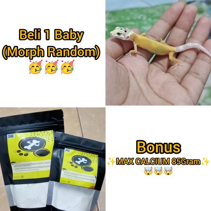 REDAY Terlaris leopard gecko baby Promo Murah