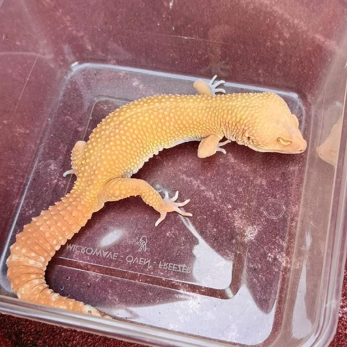 REDAY Terlaris Leopard Gecko Morph Sunglow Jantan Kode 15 Ganteng Promo Murah
