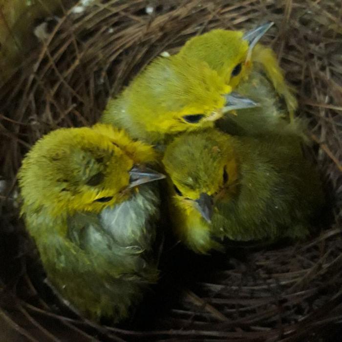 Burung Cipo Sirtu Anakan Lolohan Pilihan Jantan Satuan