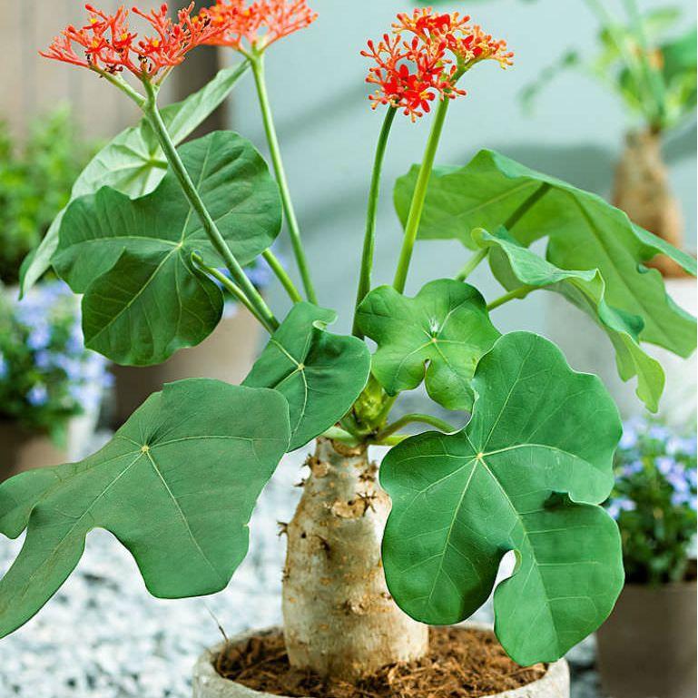 Tanaman Buddha Belly / Jatropha podagrica (Jarak Bali)