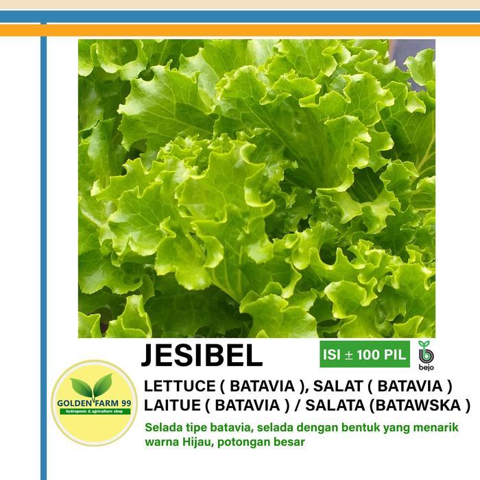Benih Lettuce batavia JESIBEL Bejo seed -