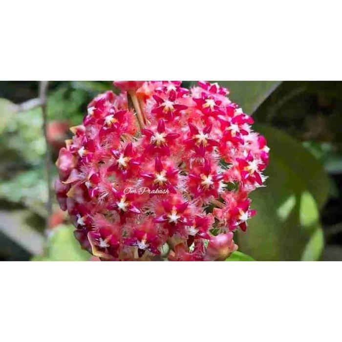Tanaman merambat Hoya Merah
