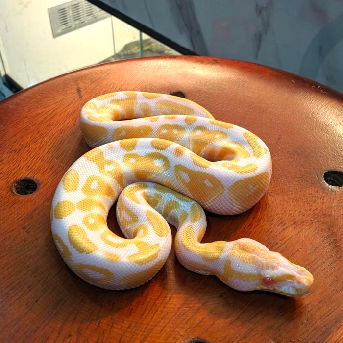 Ready BS Ball python pastel albino male meriah