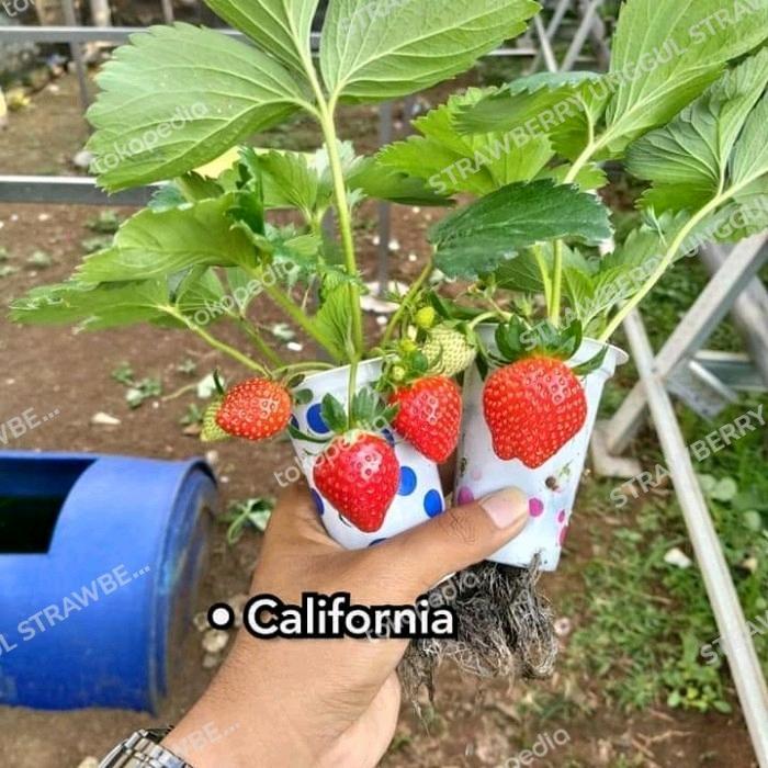 bibit strawberry california jumbo manis