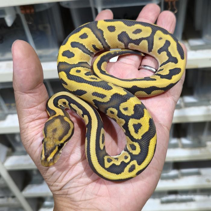Ready Stock Ball Python Leopard DG Hypo 66% het Clown MALE