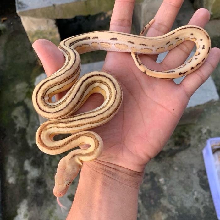Ready Stock Retic / retic tiger bacan platynum / reticulatus / retic tiger / retic bacan / retic